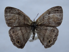 Cissia pseudoconfusa