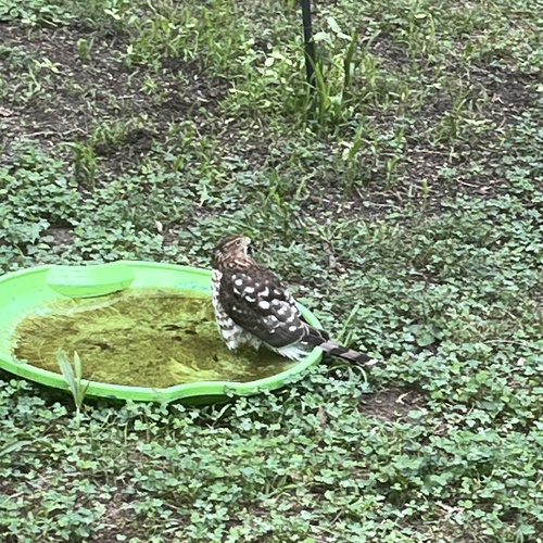 Cooper's Hawk