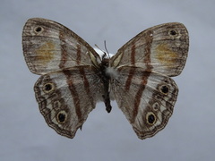 Cissia pseudoconfusa