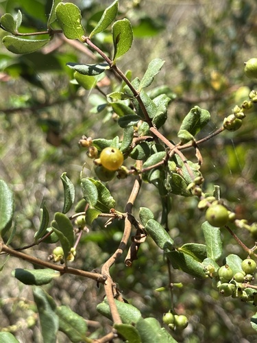 Lonicera subspicata