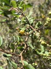 Lonicera subspicata