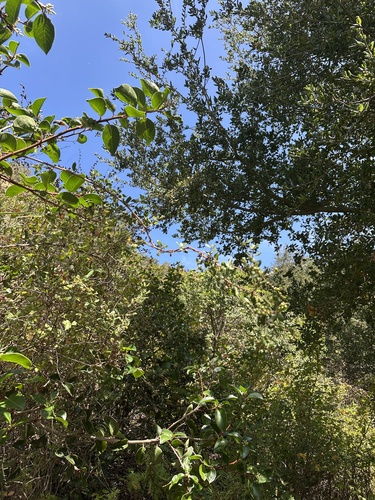 Lonicera subspicata, photograph 2