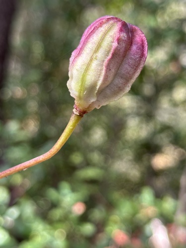 Lilium humboldtii
