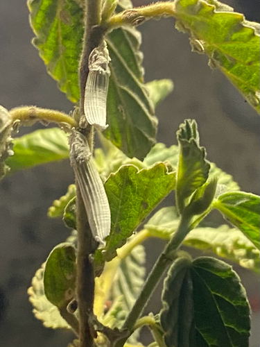 Genista Giant Scale Insect