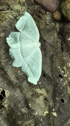 Pale Beauty