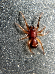 Asagena americana