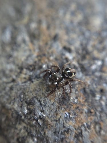 Twin-flagged Jumping Spider