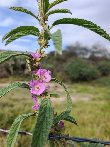 Sphaeralcea angustifolia, photograph 2