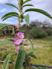 Sphaeralcea angustifolia, photograph author not stated, no rights reserved