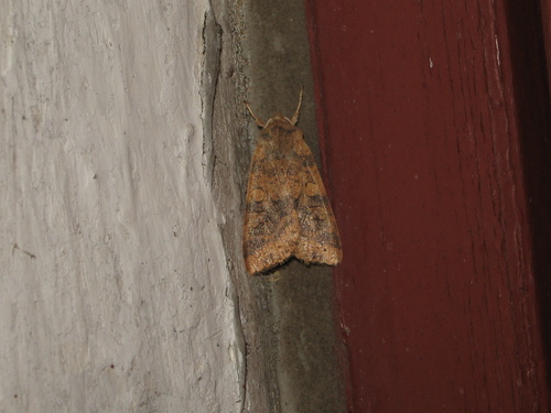 Dusky-lemon Sallow