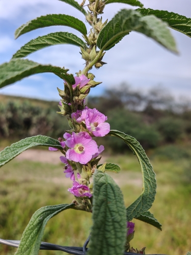 Sphaeralcea angustifolia, photograph 3
