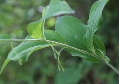 Polygonatum lasianthum