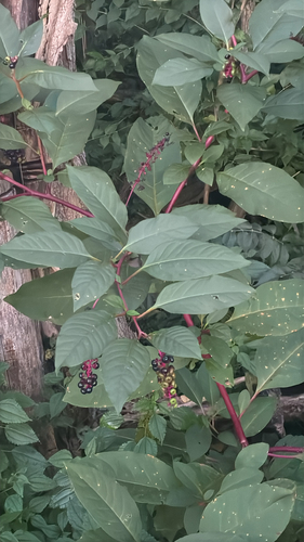 American pokeweed