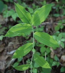 Polygonatum lasianthum