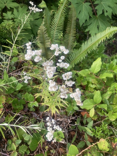 pearly everlasting
