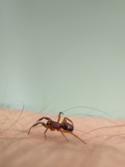 Asagena americana