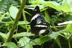 Hypolimnas salmacis salmacis