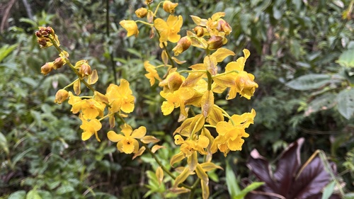 Cyrtopodium glutiniferum