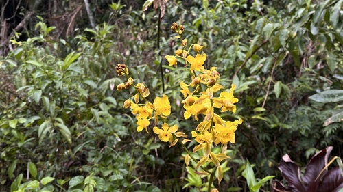 Cyrtopodium glutiniferum, photograph 1