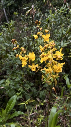 Cyrtopodium glutiniferum, photograph 2