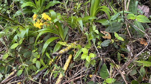 Cyrtopodium glutiniferum, photograph 3