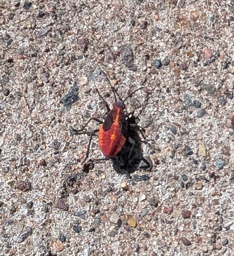 Eastern Boxelder Bug