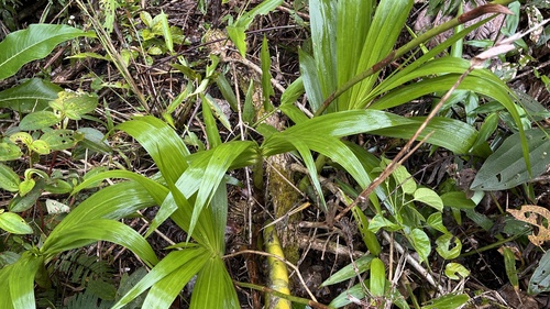 Cyrtopodium glutiniferum, photograph 4