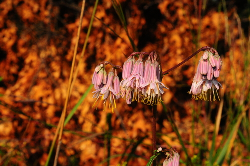 white rattlesnake root