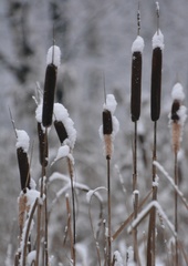 Typha latifolia
