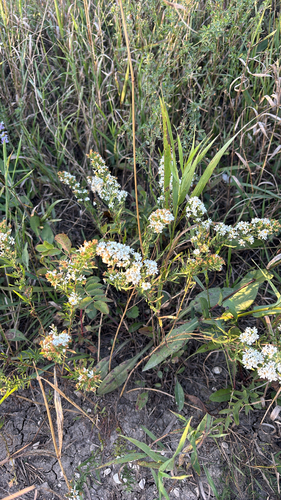 heath aster