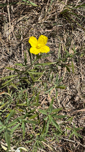 Oenothera serrulata, 2026-09-12