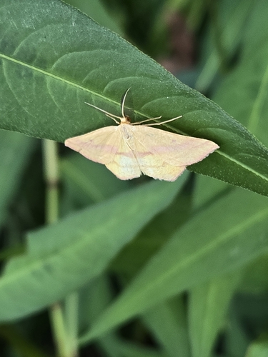 Chickweed Geometer Moth