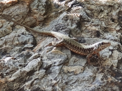 Podarcis muralis