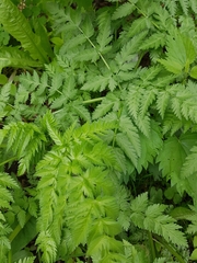 Anthriscus sylvestris