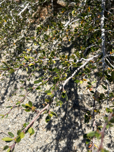 iNaturalist observation photo of Curlleaf Mountain Mahogany