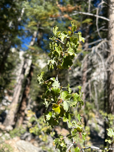 iNaturalist observation photo of wax currant