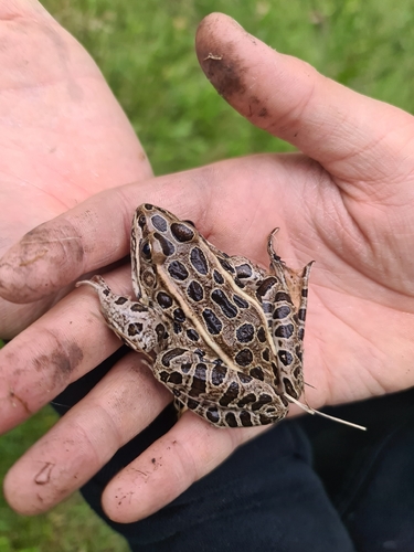 Northern Leopard Frog