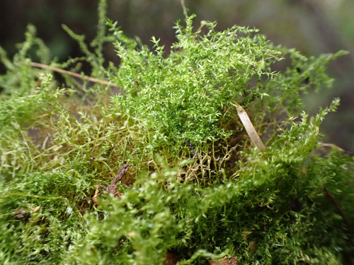 Leptodictyum riparium observed 2026-09-13