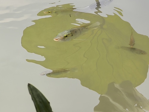 Mango Tilapia