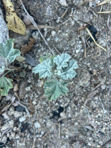 iNaturalist observation photo of apricot globemallow