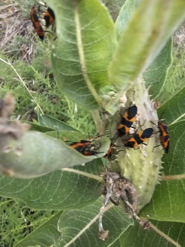 Large Milkweed Bug