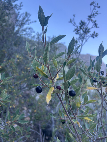iNaturalist observation photo of coffeeberry