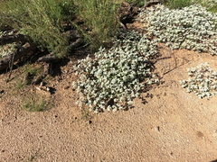 Tidestromia lanuginosa, photograph (c) Bruce Hartman, some rights reserved (CC BY)