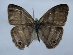 Cissia pseudoconfusa