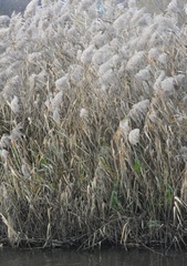 Phragmites australis
