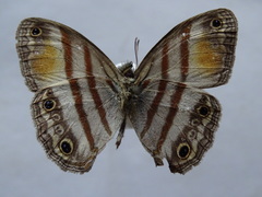 Cissia pseudoconfusa