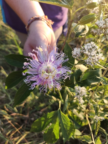 purple passionflower