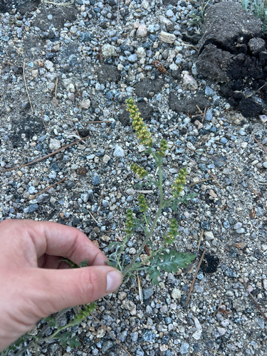iNaturalist observation photo of Flatspine Bursage