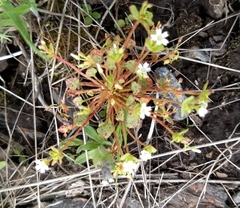 Claytonia rubra