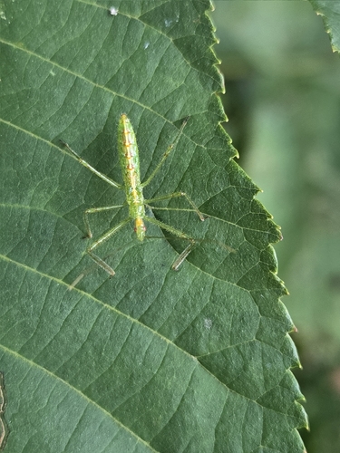 Pale Green Assassin Bug